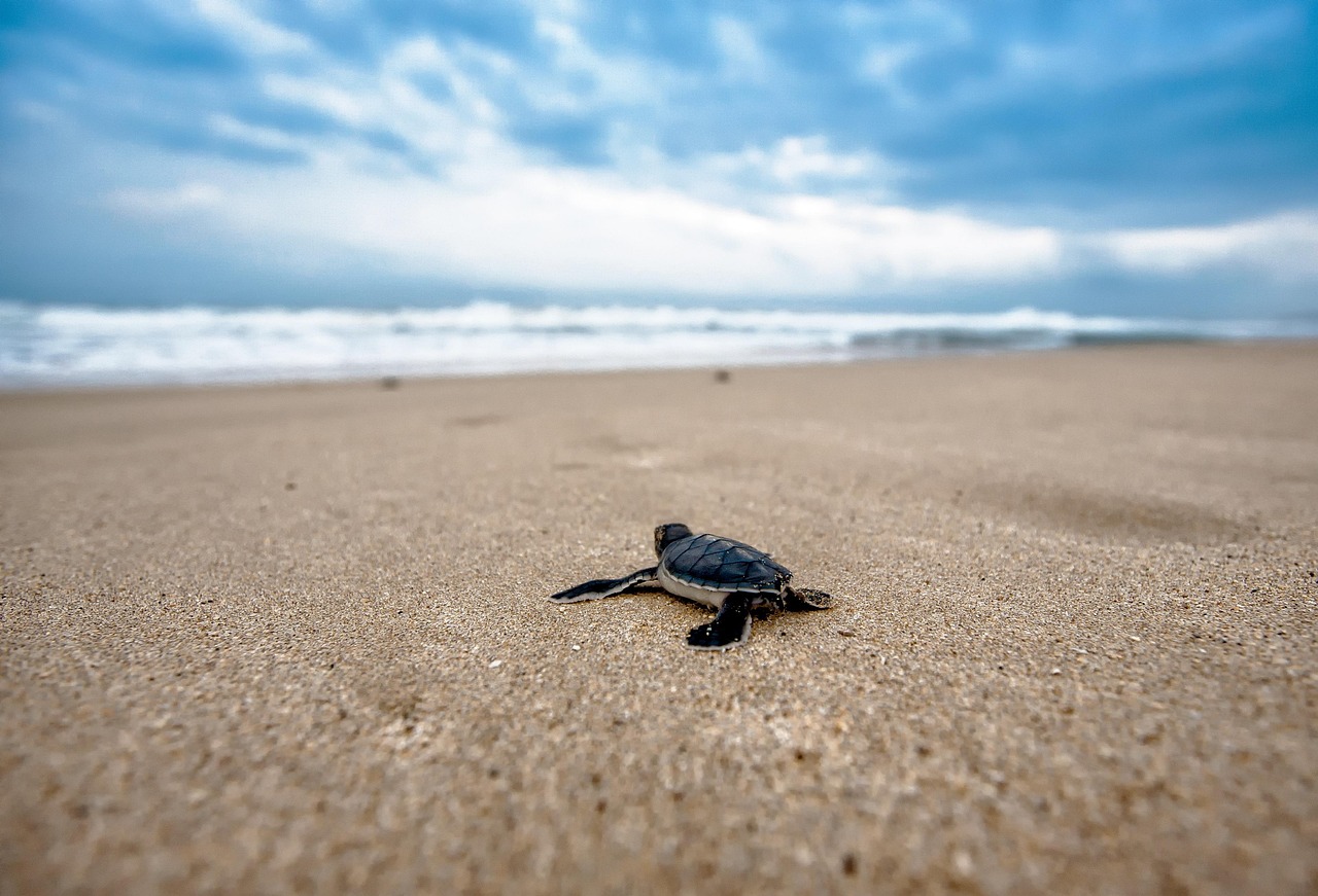 Seltenes Naturwunder: Schildkröten legen Eier am Strand von Palma de Mallorca