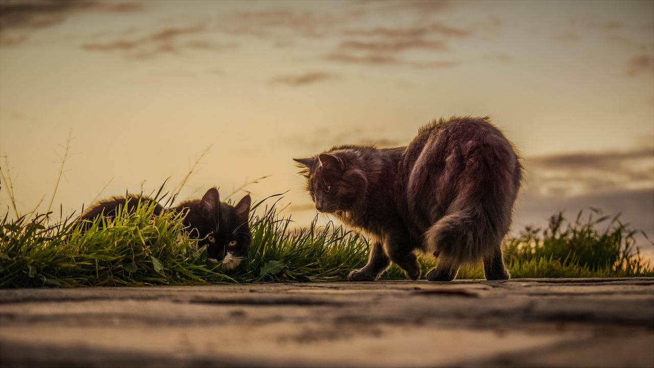 Mallorca setzt auf ethische Katzenkontrolle: Neue Strategien gegen die Streunerkatzenplage in Manacor