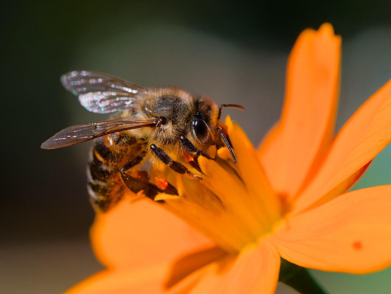 Die Klangwelt der Insekten auf Mallorca: Sommerliche Soundkulissen und ihre Bedeutung