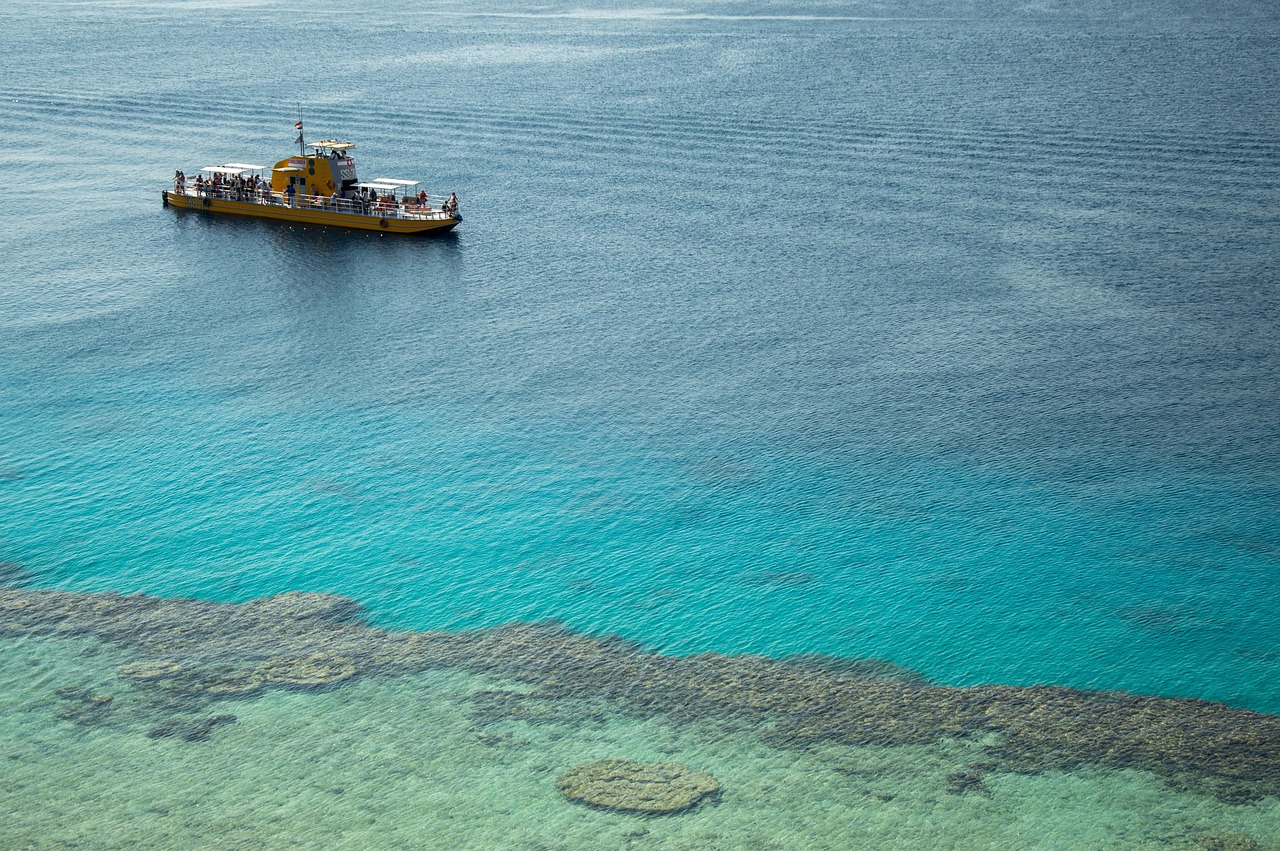 Magische Delfinbeobachtungstouren auf Mallorca: Ein nachhaltiges Naturerlebnis