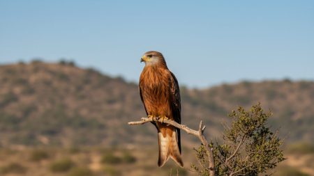 Giftköder auf Mallorca: Drei Rotmilane gestorben Ein Rotmilan sitzt in einer mediterranen Landschaft auf Mallorca, Symbol für den Schutz bedrohter Greifvögel gegen Giftköder.