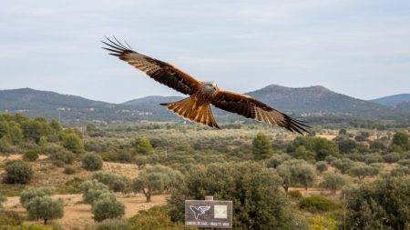 Vergiftete Milane auf Mallorca: Untersuchungen eingeleitet Ein Rotmilan in natürlichem Lebensraum auf Mallorca, symbolisch für Umweltschutz und Vergiftungsfälle bei Greifvögeln