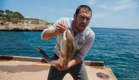 Muräne attackiert deutschen Angler auf Mallorca Angler wird auf Mallorca von Muräne attackiert
