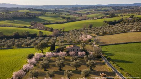Blick auf mallorquinische Landwirtschaft mit Olivenbäumen und Mandelbäumen
