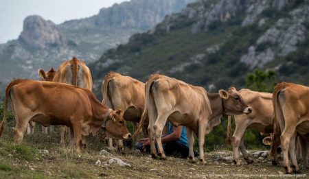 Nachhaltige Rinderzucht in Mallorcas Tramuntana: Ein Modellprojekt Rinder auf der Weide in der Tramuntana auf Mallorca, Umwelt und Nachhaltigkeit