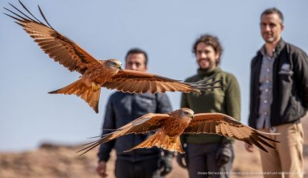 Zwei gerettete Milane in Petra erfolgreich freigelassen Zwei freigelassene Milane bei der Ermita de Bonany in Petra