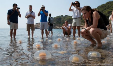 Jellyfish-Warnung: Anstieg in den Gewässern Mallorcas Touristen auf einem Strand Mallorcas beobachten Quallen im Wasser